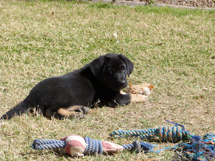 chinook dog